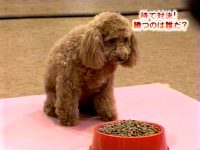 井上和香ちゃん もんちゃん05